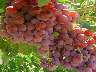 葡萄全周期施肥方案