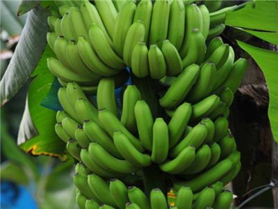 香蕉施肥方案