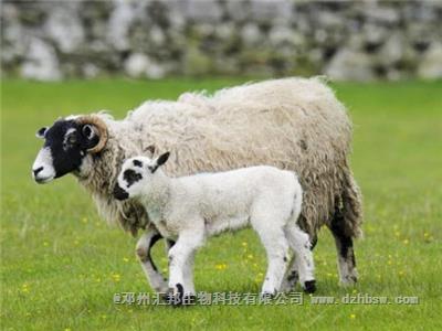 羊糞施用前為什么必 須經過發酵處理？