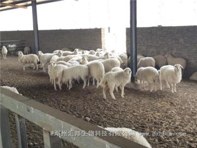 養殖場的羊糞都怎么處理了？