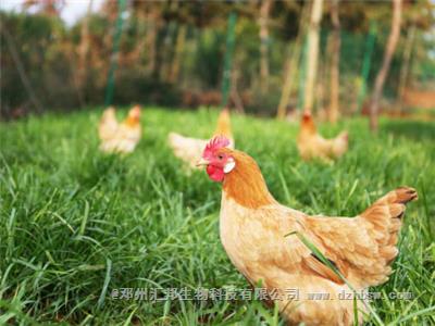 雞糞發酵制作有機肥工藝流程