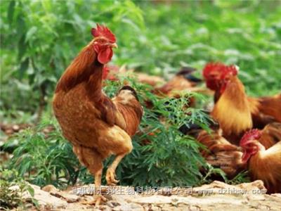 雞糞發酵制作有機肥的方法